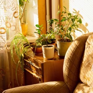 Plants in the living room