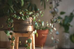 small indoor plant